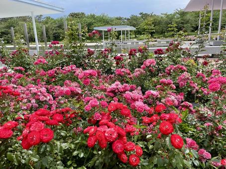 Photo, bang temple park, rose, roses, 