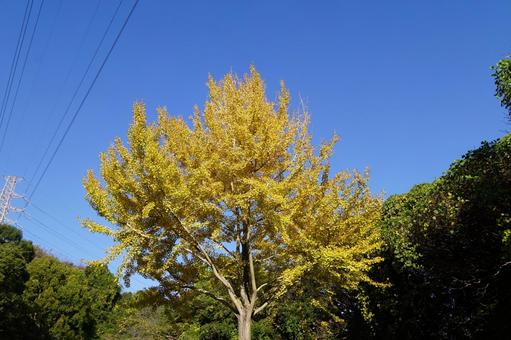 黄葉したイチョウの木 イチョウ,木,ギンナンの写真素材