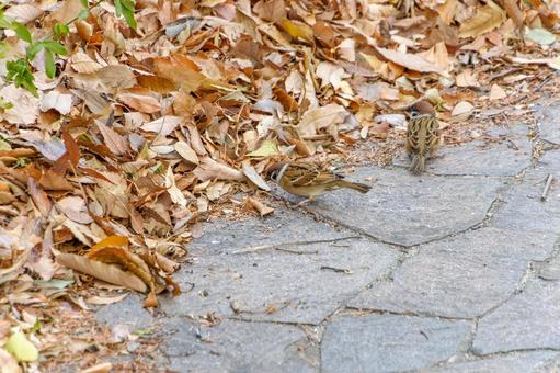 落ち葉の中を歩くスズメたち 落ち葉の中を歩くスズメたち スズメ,鳥,野鳥の写真素材