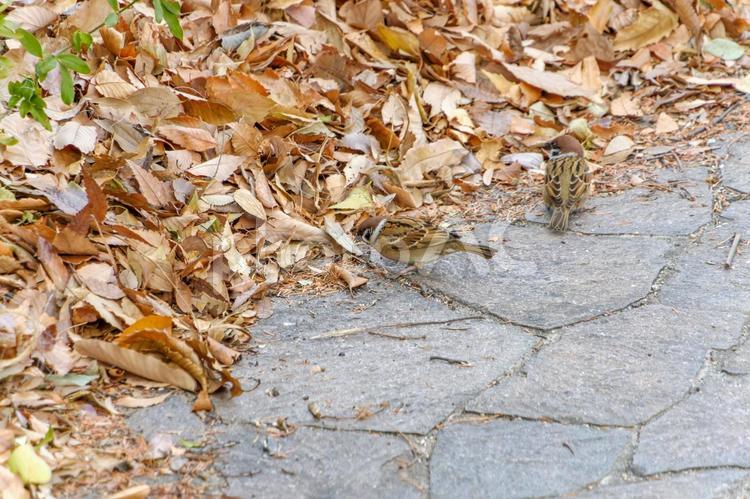 落ち葉の中を歩くスズメたち スズメ,鳥,野鳥の写真素材