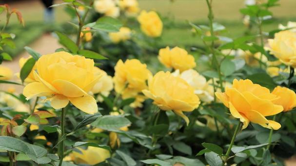 河津バカテル公園　秋バラ 薔薇,秋,花の写真素材
