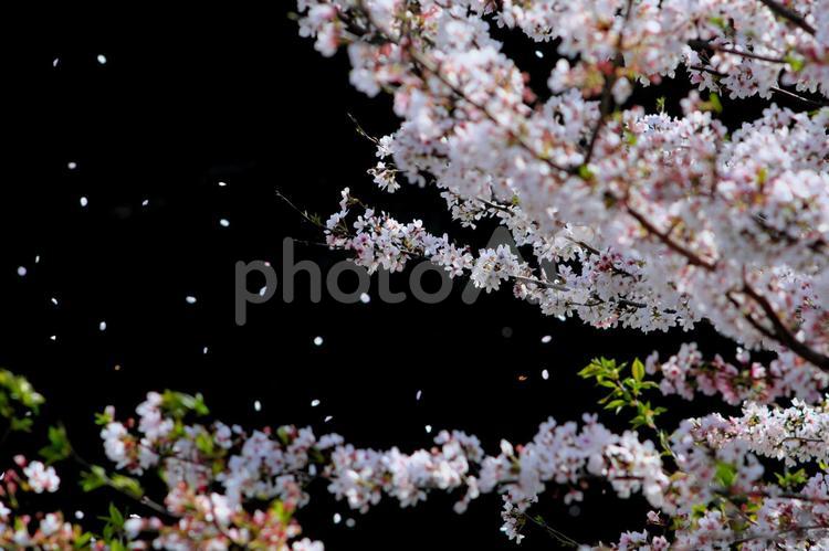 さくらちりぬるを さくら,イメージ,ピンクの写真素材