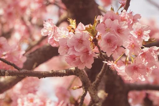さくら さくら 桜,さくら,サクラの写真素材