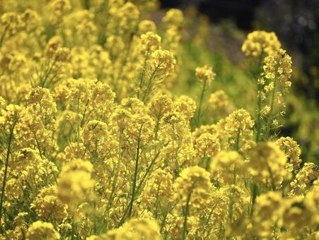 菜の花の写真