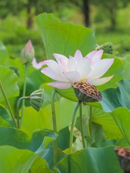 蓮(ハス) 蓮(ハス) 蓮,ハス,大輪の写真素材