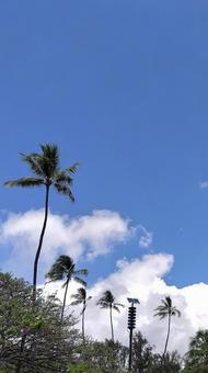 ハワイの青空とヤシの木 ハワイの青空とヤシの木 青空,ヤシの木,空の写真素材