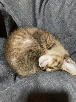 安心しきった子猫の眠り 安心しきった子猫の眠り 子猫,かわいい,ペットの写真素材