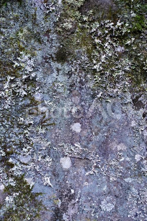 地衣類と苔が生える壁　背景画像 地衣類,壁,苔の写真素材