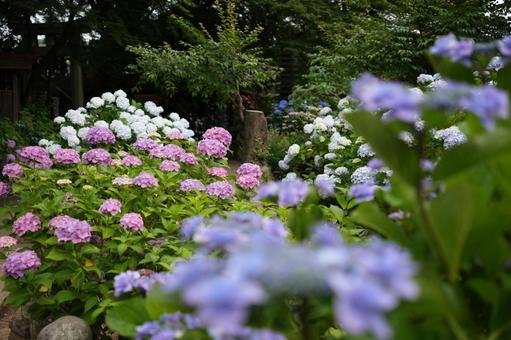 色とりどりのアジサイの写真