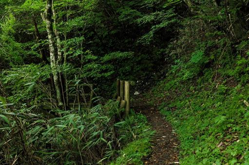 四国カルスト 天狗高原セラピーロード 四国カルスト 天狗高原セラピーロード 四国カルスト,天狗高原,セラピーロードの写真素材