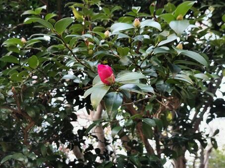 椿のつぼみ 丈山苑,安城,石川丈山の写真素材