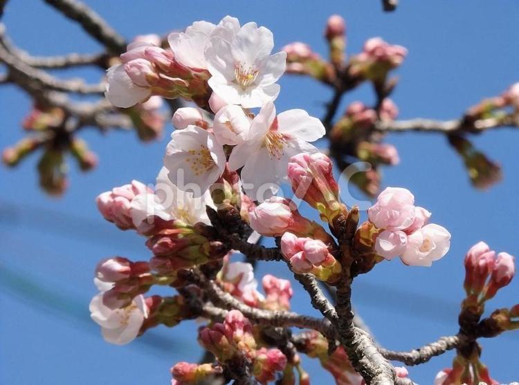 【桜の写真】桜が咲く風景 桜,さくら,サクラの写真素材