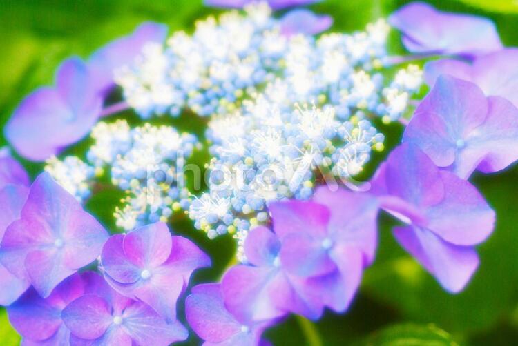 ハイドランジア_ソフトフォーカス_イメージ 花,あじさい,背景の写真素材