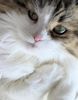 ぱっちりお目目のもふもふ猫をアップ ぱっちりお目目のもふもふ猫をアップ 猫,動物,キャットの写真素材
