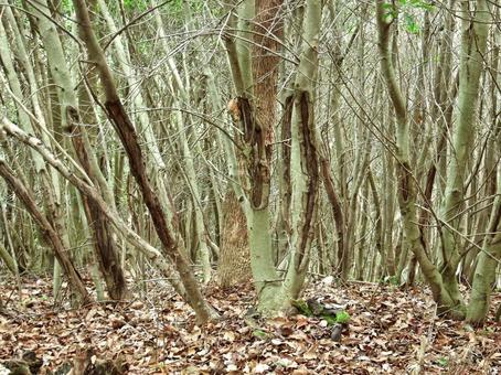 ソヨゴの繁茂とシカの剥皮がみられる放置林 ソヨゴの繁茂とシカの剥皮がみられる放置林の写真