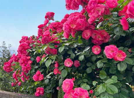 クライミング・ローズ クライミング・ローズ クライミングローズ,薔薇,花の写真素材