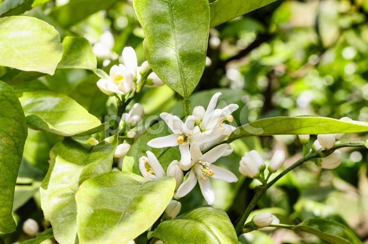 温州みかんの花 みかんの花,ミカンの花,蜜柑の花の写真素材