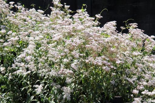 フジバカマ・藤袴 フジバカマ,風景マクロ,ポピュラーの写真素材