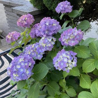 紫陽花ー青 紫陽花,梅雨,6月の写真素材