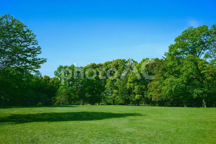 緑の公園 木,公園,森の写真素材