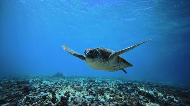 亀 海,亀,フランイングの写真素材