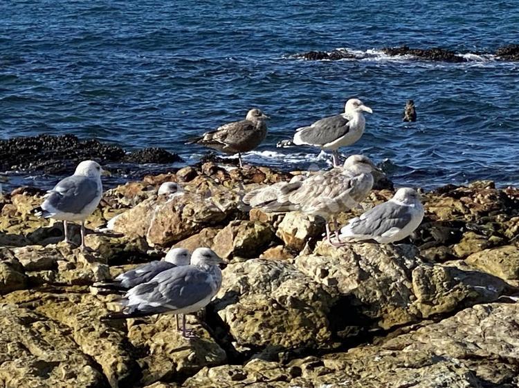 海とかもめ 南知多,海,カモメの写真素材