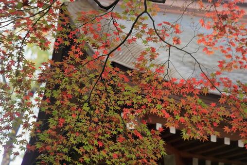 秋色に染まる 秋色に染まるの写真