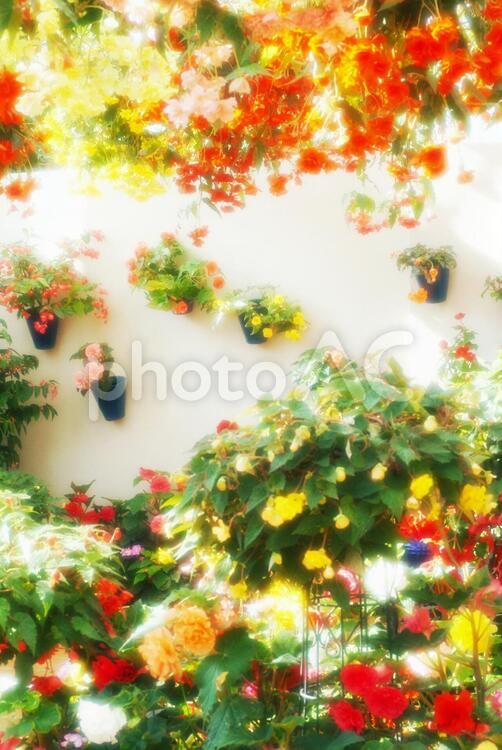 ベゴニア_ソフトフォーカス_夏のイメージ ベゴニア,花,バックグラウンドの写真素材