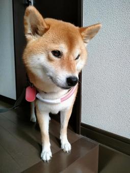 お散歩行きたそうな柴犬 お散歩行きたそうな柴犬 犬,シバ,shibainuの写真素材