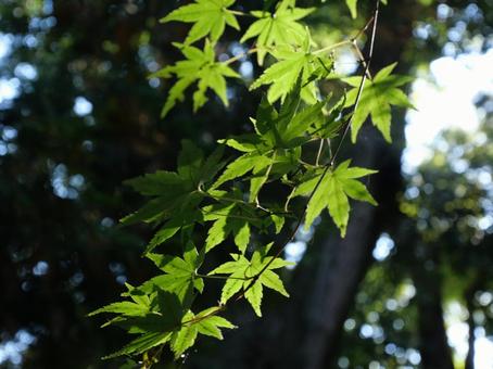 もみじの葉っぱ 癒やし,グリーン,ガーデニングの写真素材