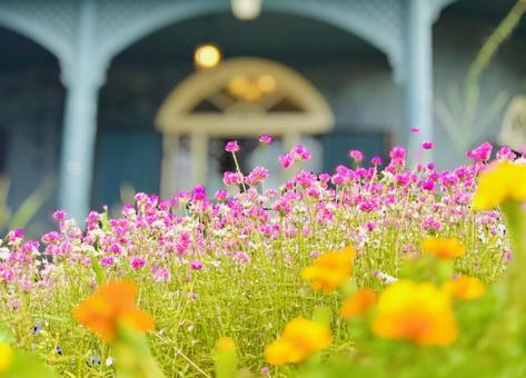 花と洋館 自然,春,晴れの写真素材