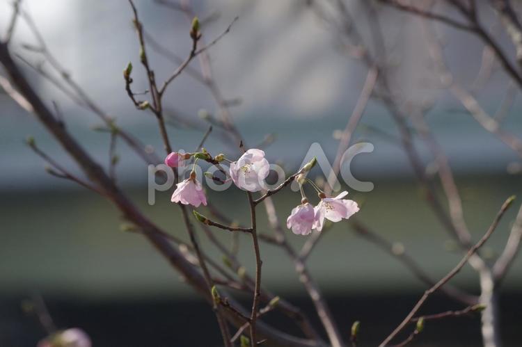 早咲きの桜 早咲き,桜,櫻の写真素材