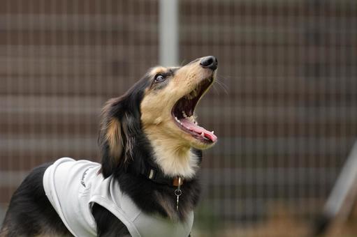 吠えるワンコ（ミニチュアダックスフンド） 犬,ミニチュアダックス,ダックスフンドの写真素材