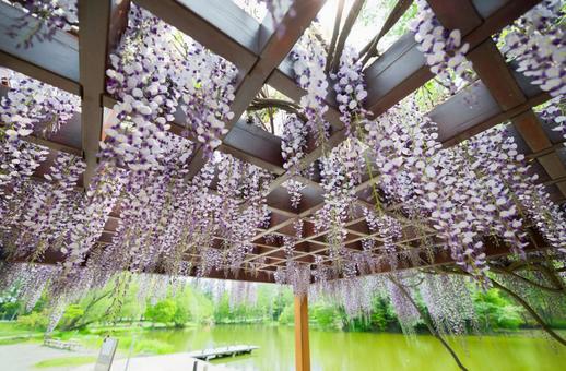 藤の花 藤の花,藤,花の写真素材