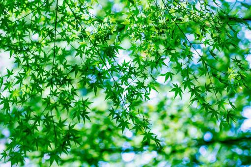 緑のモミジ モミジ,緑,空の写真素材