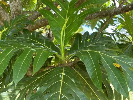 Ulu Leaf, JPG Ulu Leaf, JPG