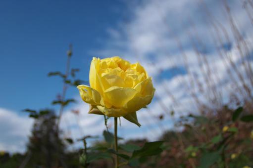 季節の花822の写真