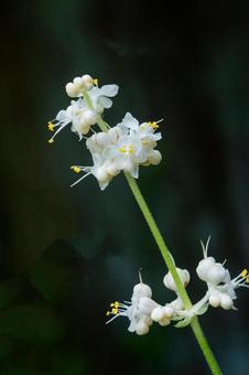 ヤブミョウガの花 ヤブミョウガの花の写真