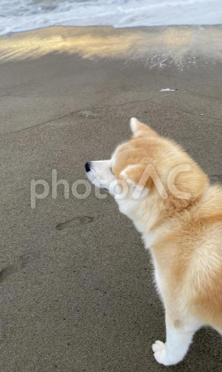 秋田犬と海 秋田犬,犬,ペットの写真素材