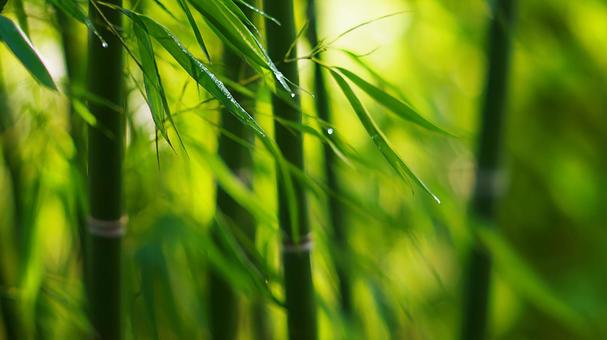 光が差し込む、神秘的な竹林の写真