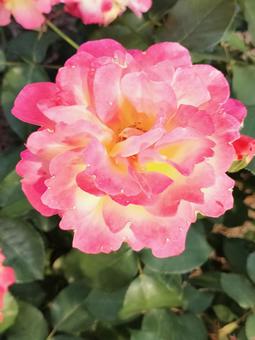 バラ バラ バラ,バラ園,薔薇の写真素材