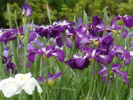鮮やかな濃紫色が美しい花菖蒲 鮮やかな濃紫色が美しい花菖蒲の写真