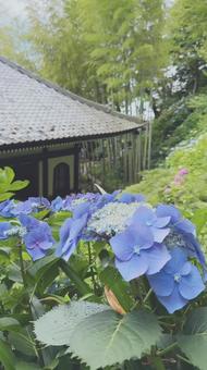 鎌倉・長谷寺の紫陽花 鎌倉・長谷寺の紫陽花の写真