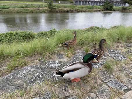 鴨川のカモ⑤ 鴨川,鴨,カモの写真素材