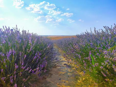 夏の空とラベンダー畑 夏の空とラベンダー畑 ラベンダー,花,ハーブの写真素材