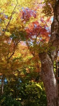 紅葉 紅葉の写真