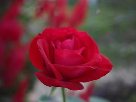 バラ園にて赤い薔薇を撮った写真です バラ園にて赤い薔薇を撮った写真ですの写真