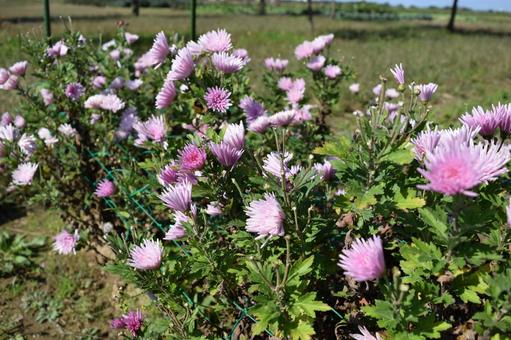 栽培中の食用菊 山形県庄内 栽培中の食用菊 山形県庄内 栽培中の食用菊,食用菊,食用の菊の写真素材