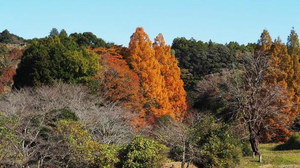 秋の亀山湖・メタセコイアの紅葉（君津市） 秋,メタセコイア,紅葉の写真素材