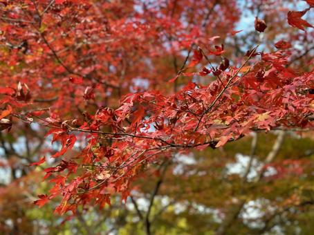 京都嵐山のもみじ7 京都嵐山のもみじ7の写真